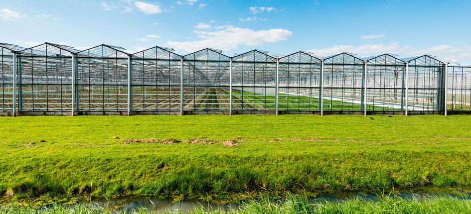 Les innovations technologiques dans l&rsquo;horticulture : quelles opportunités pour les producteurs ?