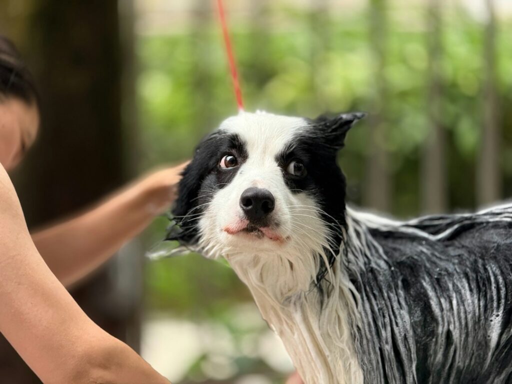 Les erreurs à éviter lors de votre formation en toilettage canin
